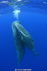 kiss kiss (under government permit) by Arun Madisetti 